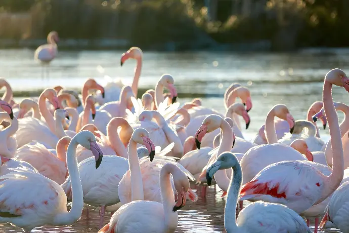 Flock de flamants roses se détendant dans les eaux paisibles près des Saintes-Maries-de-la-Mer