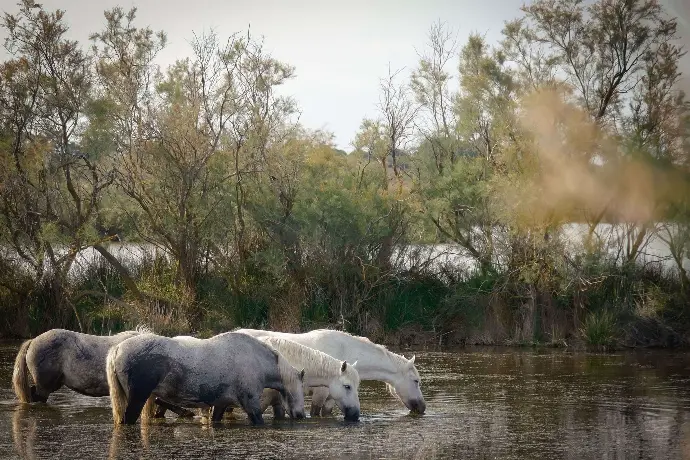 Groupe de chevaux se rafraîchissant dans l’eau entourée de verdure aux Saintes-Maries-de-la-Mer